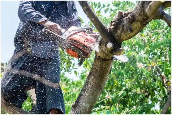 tree services Lime Ridge